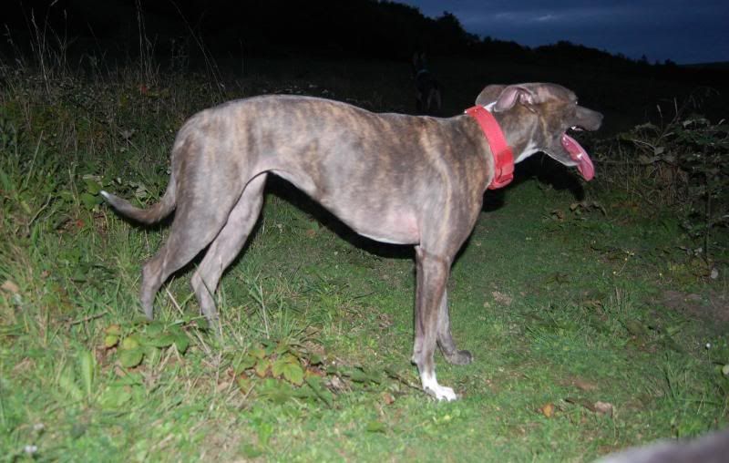 Irondog288.jpg