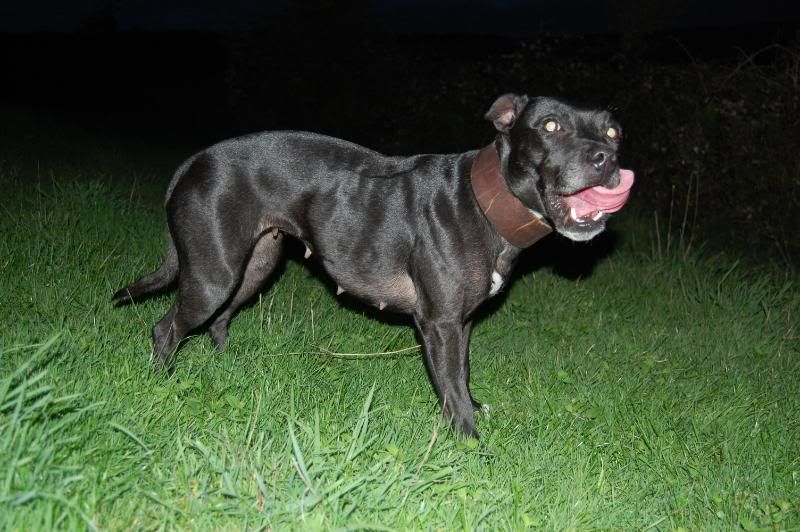 Irondog294.jpg