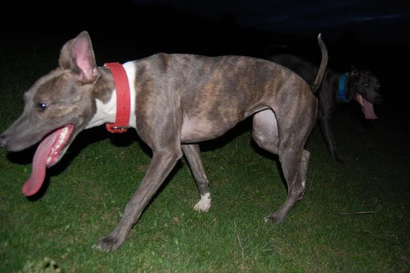 Irondog298.jpg