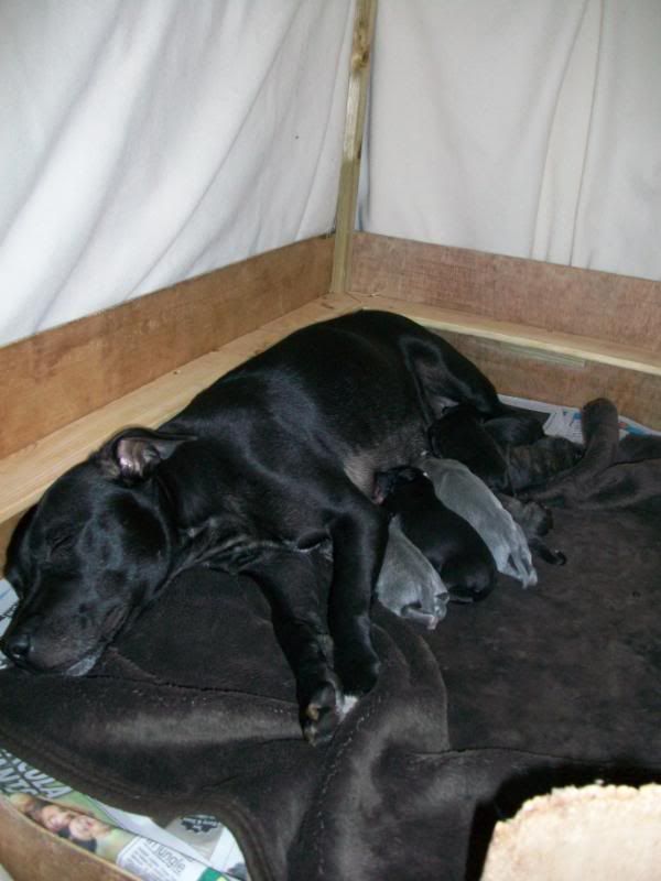 Puppies1dayold027.jpg