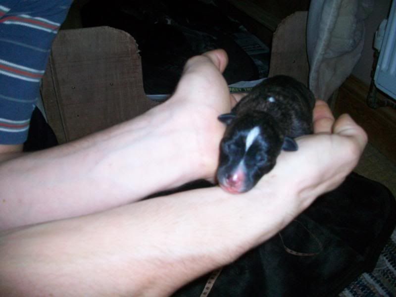 Puppies1dayold032.jpg