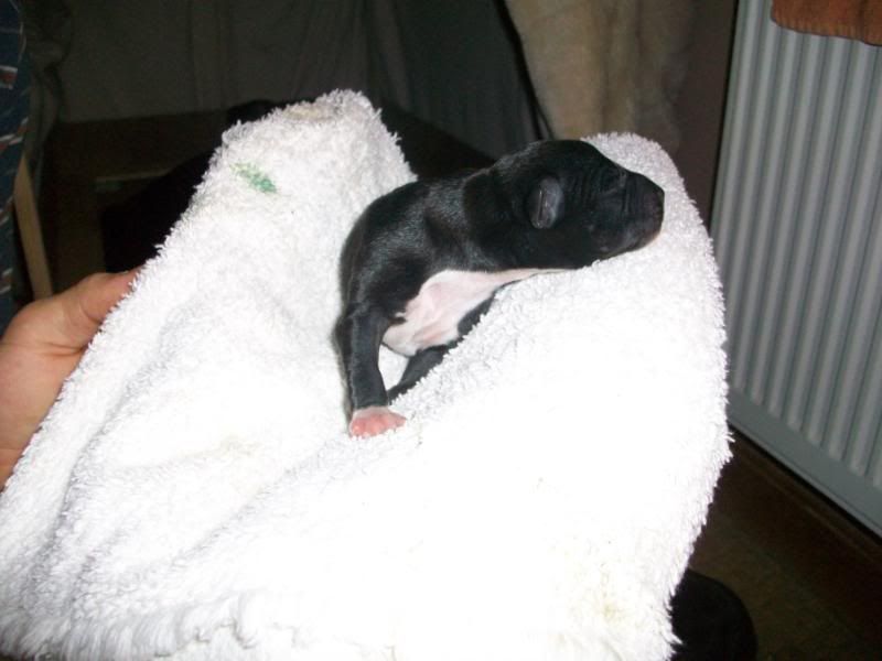 Puppies1dayold036.jpg