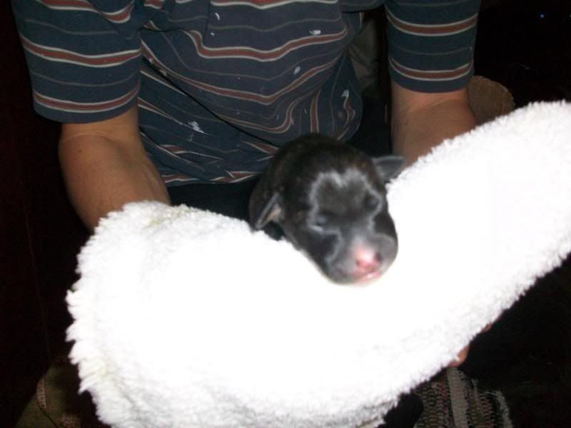 Puppies1dayold038.jpg