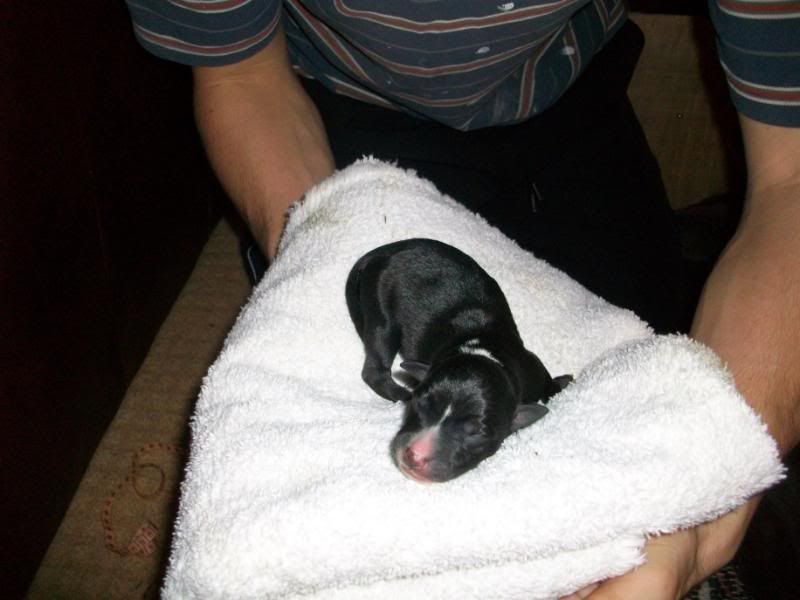 Puppies1dayold041.jpg