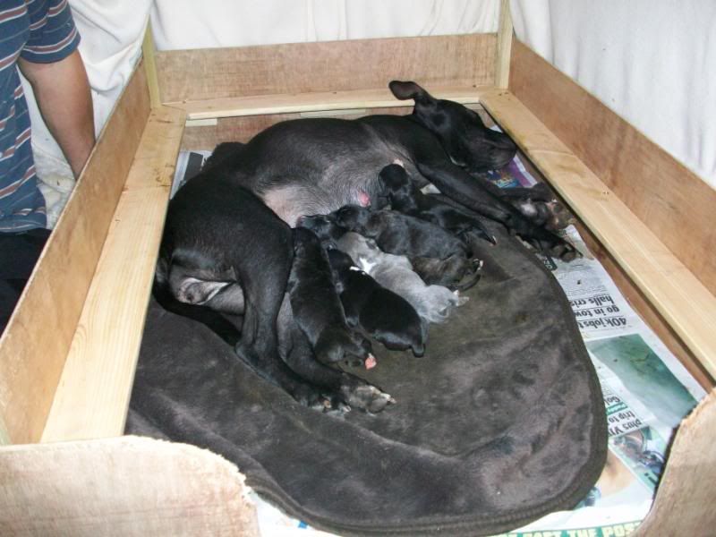 Puppies1dayold048.jpg