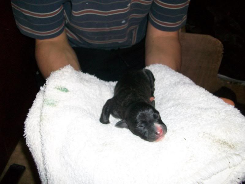 Puppies1dayold051.jpg