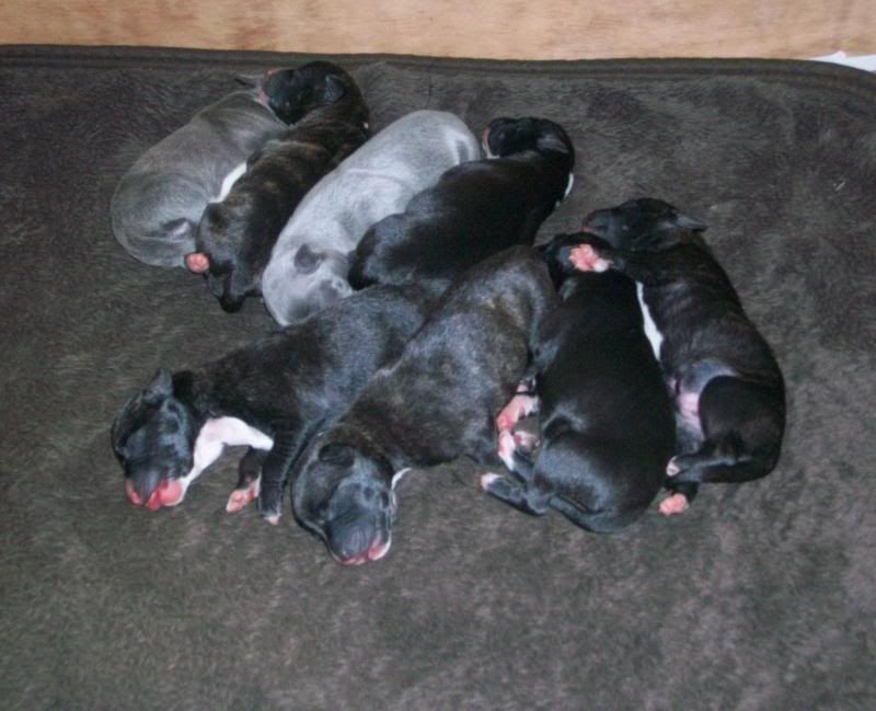 Puppies1weekold005.jpg