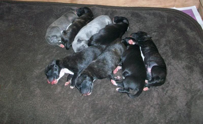 Puppies1weekold008.jpg