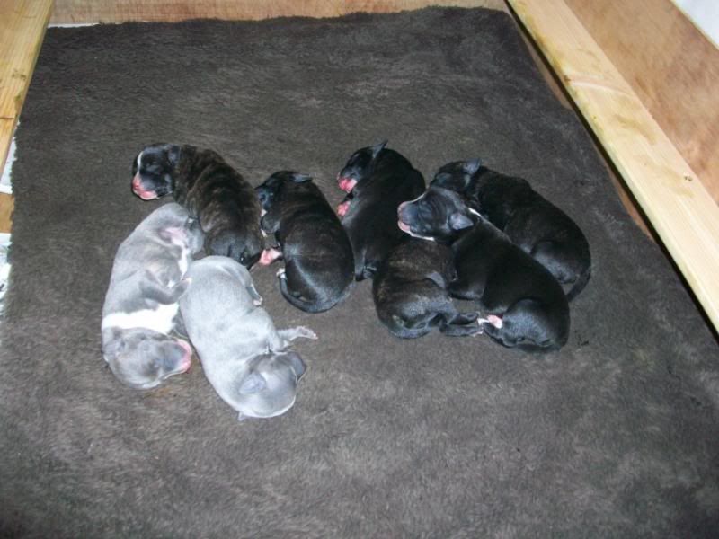 Puppies1weekold009.jpg