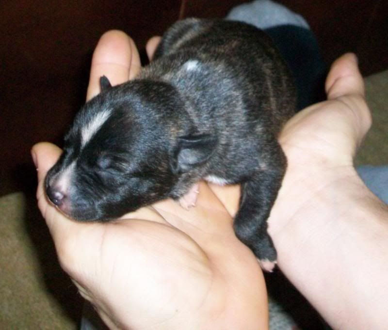 Puppies1weekold069.jpg