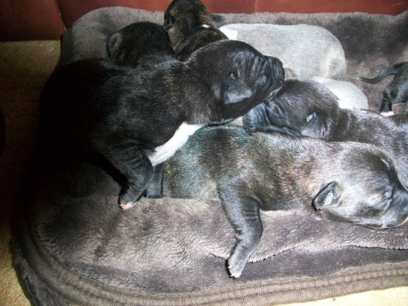 Puppies1weekold091.jpg