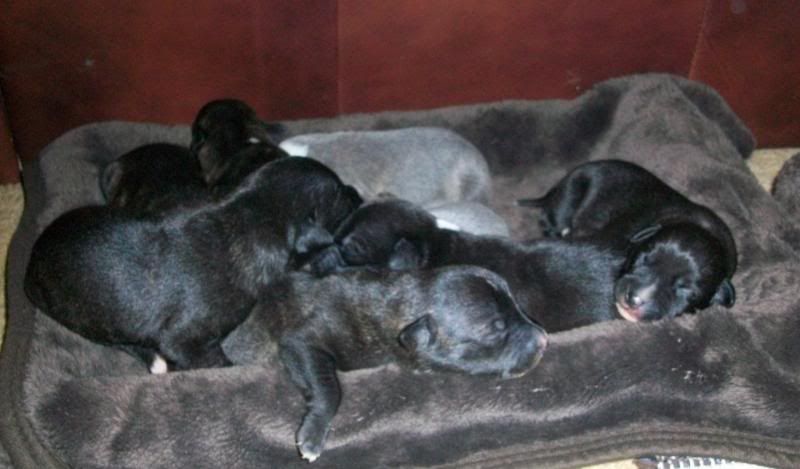 Puppies1weekold092.jpg