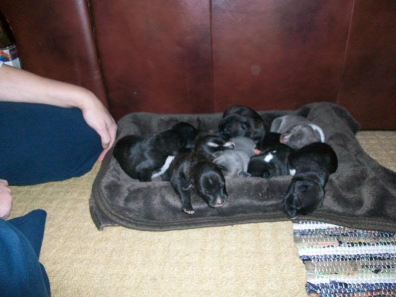 Puppies1weekold104.jpg