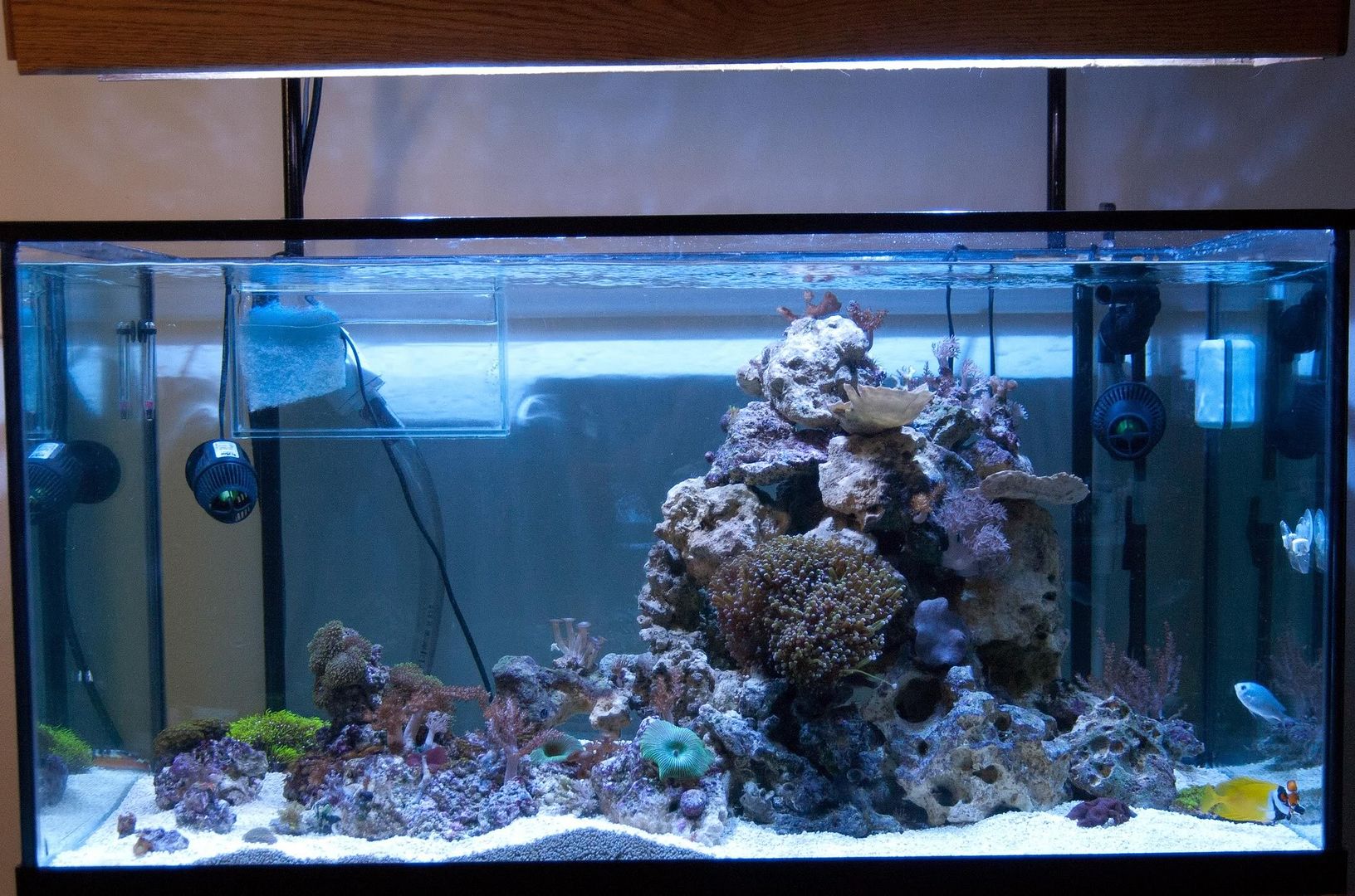 my 120 dream tank