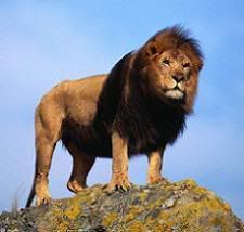 lion Pictures, Images and Photos