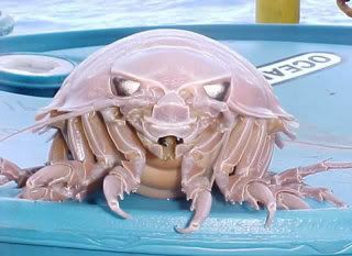 giant-isopod2.jpg