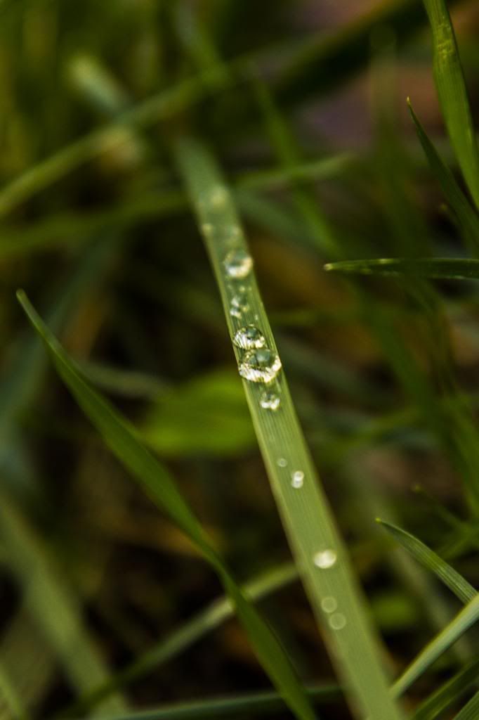 IMAGE: http://i268.photobucket.com/albums/jj36/cn-dm/dew_zps3c4920cb.jpg