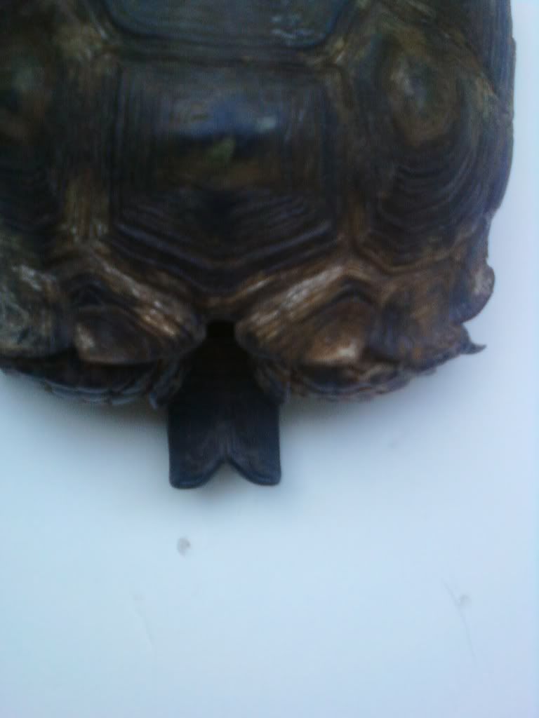 Turtle15.jpg