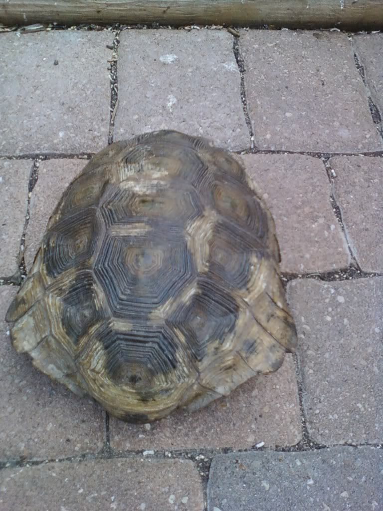 Turtle28.jpg