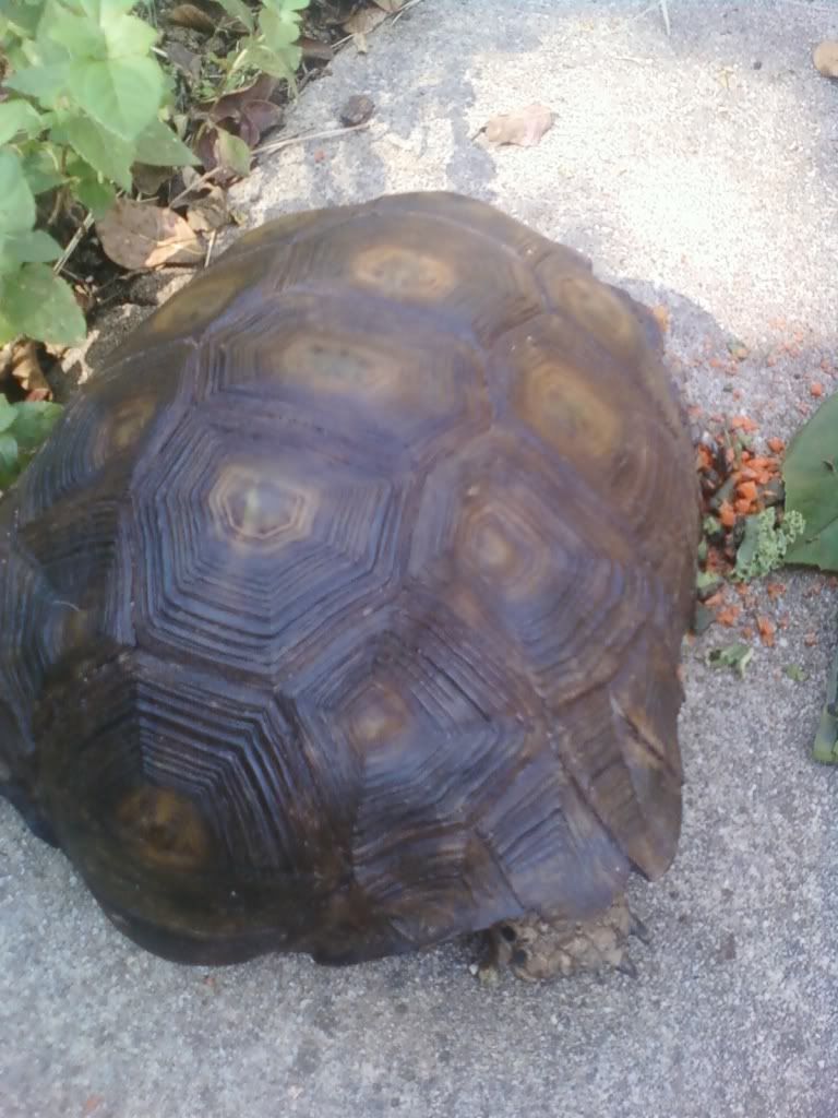turtle40.jpg