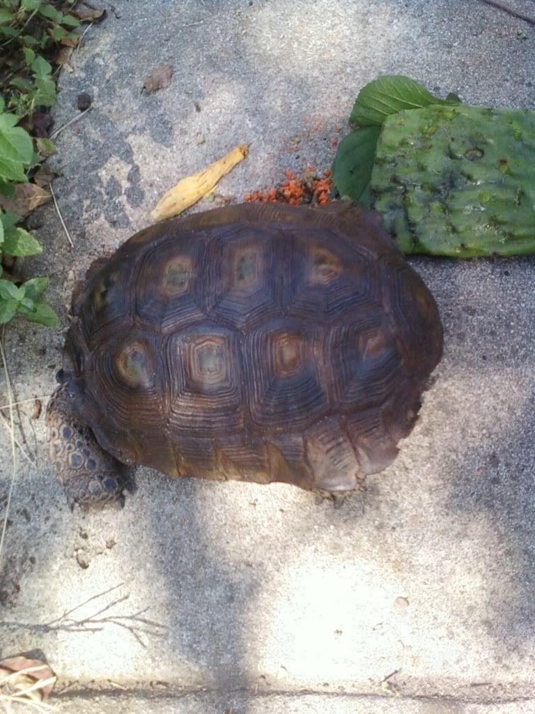 turtle43.jpg