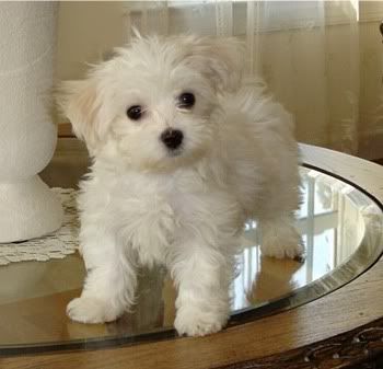 Maltese Puppy Pictures, Images and Photos