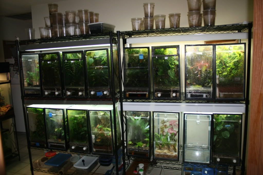 Some new Protean terrariums Dendroboard