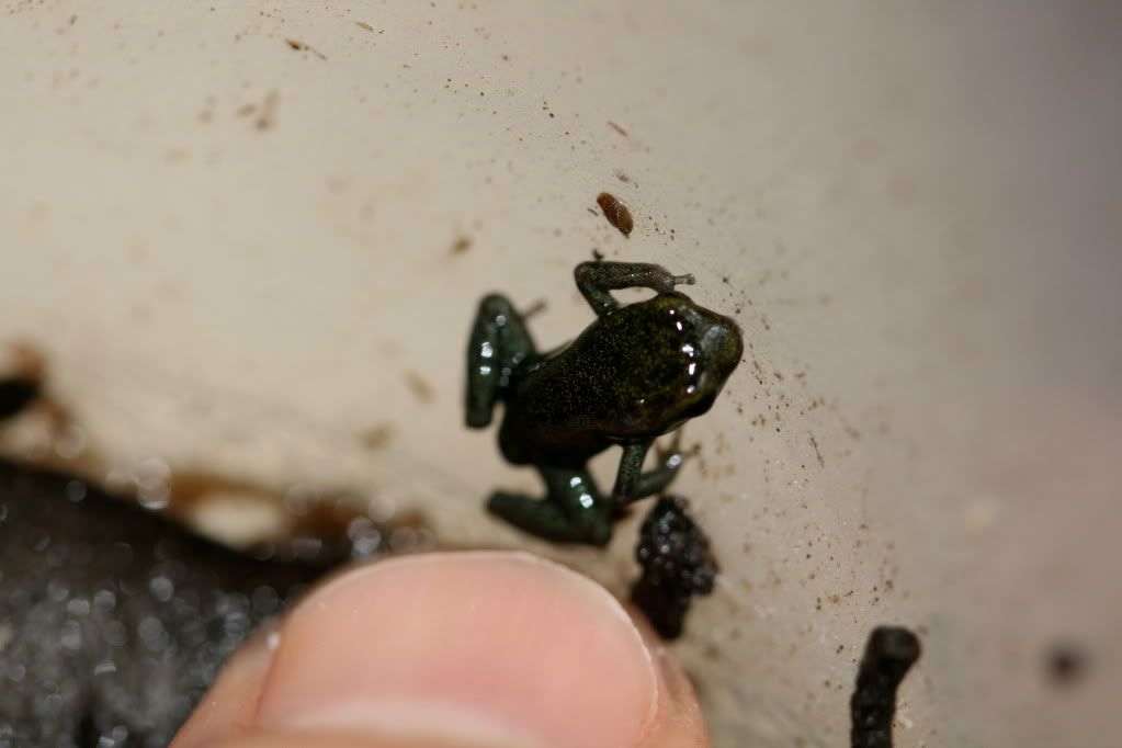 Some new Protean terrariums Dendroboard