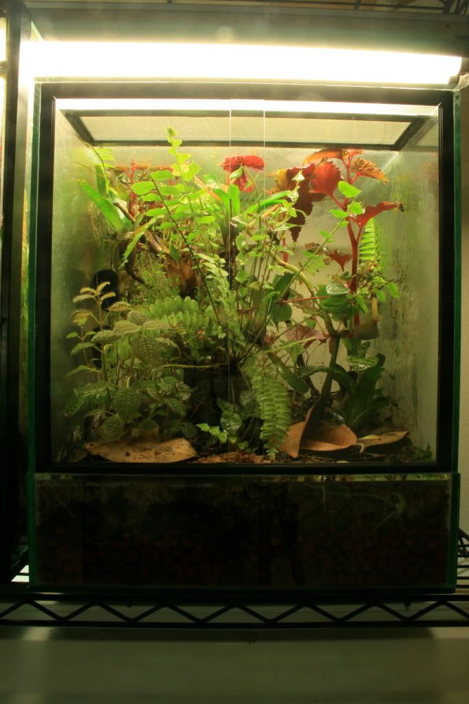 Some new Protean terrariums Dendroboard