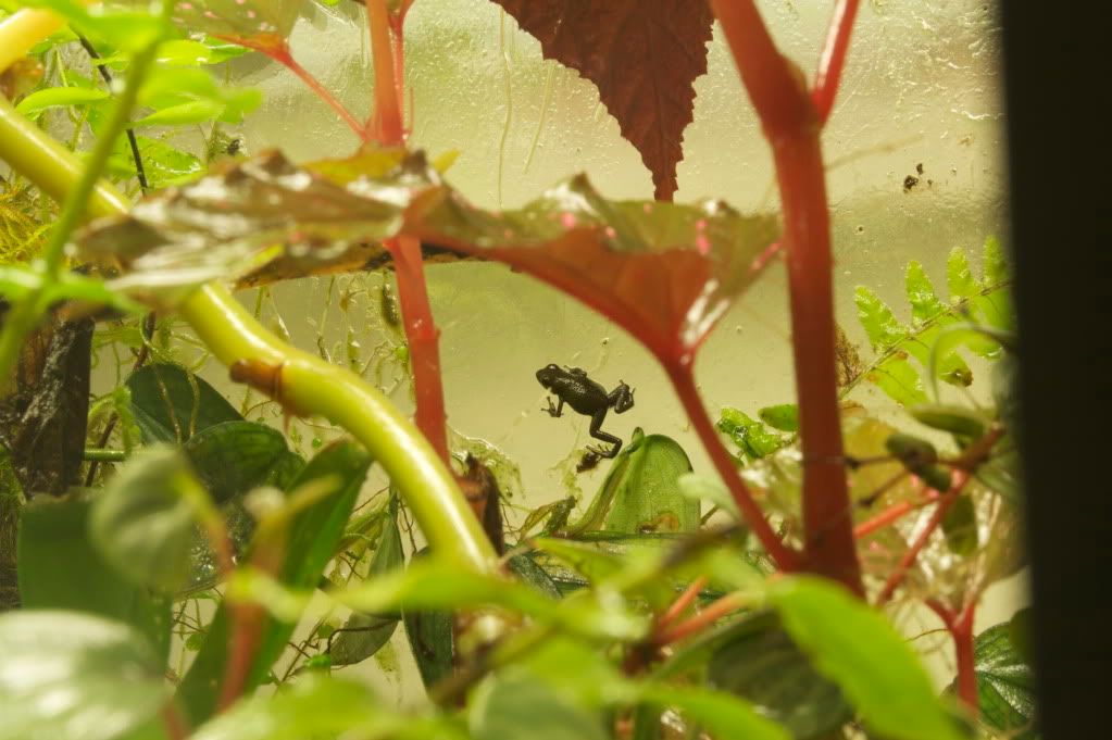 Some new Protean terrariums Dendroboard
