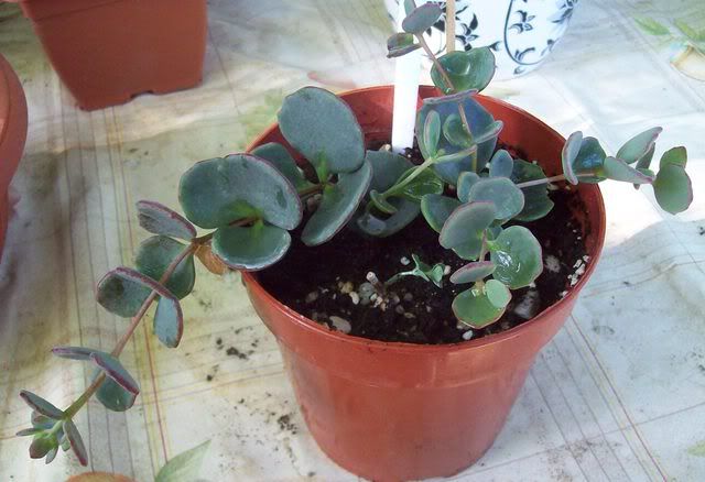 100_0754Modificata.jpg