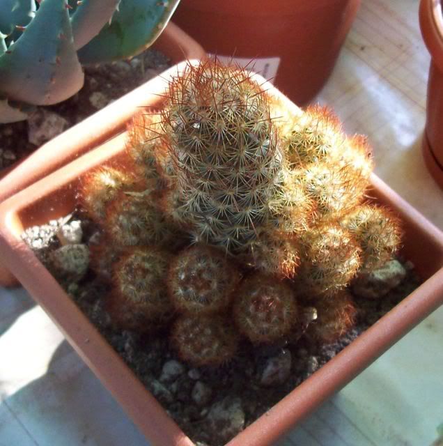 100_0756Modificata.jpg