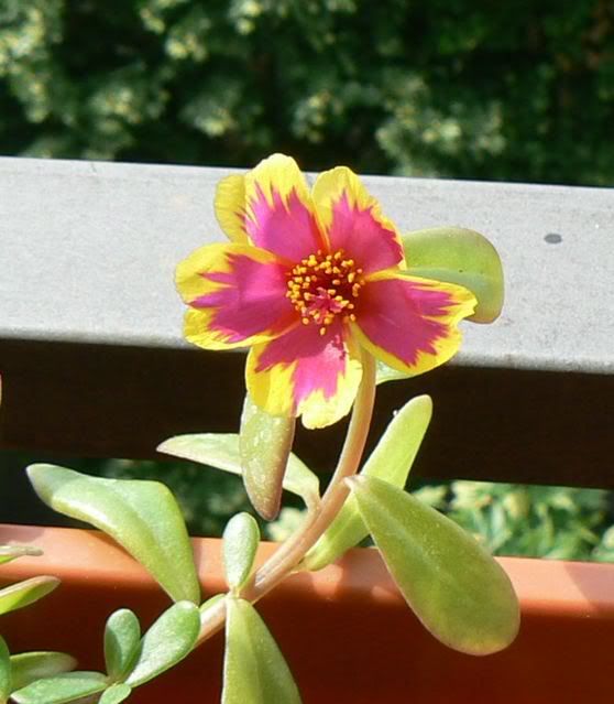 portulaca.jpg