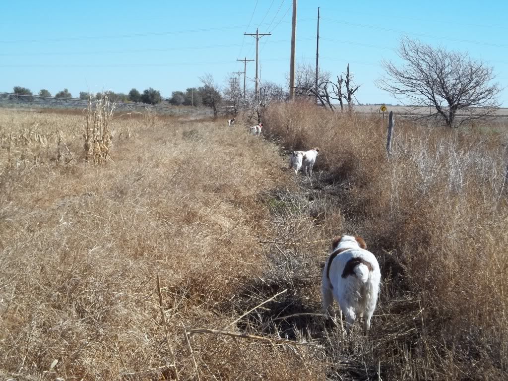 1132011afterpheasants003.jpg