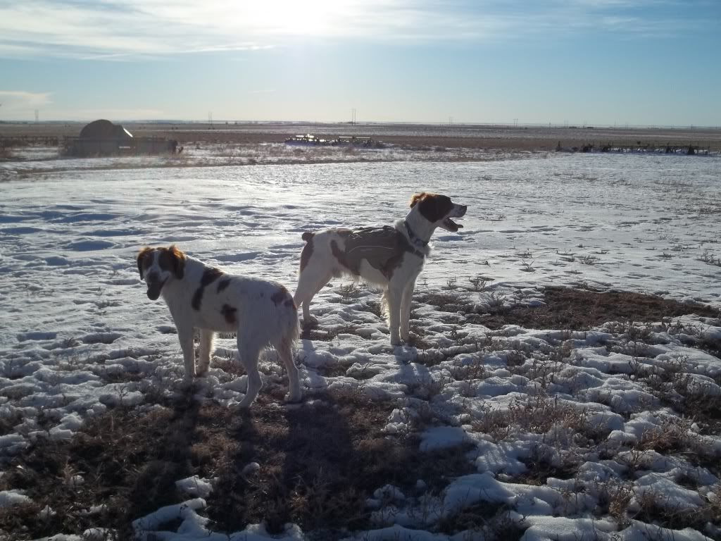 RuffWearpack008.jpg