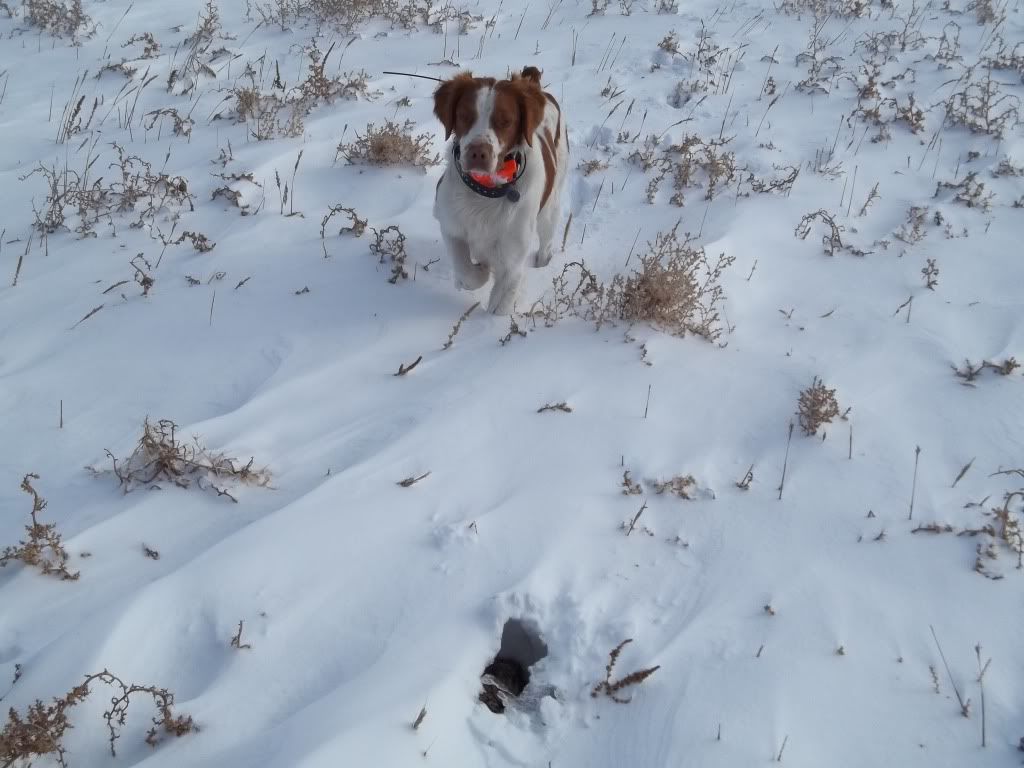 afterBlizzard12202011009.jpg
