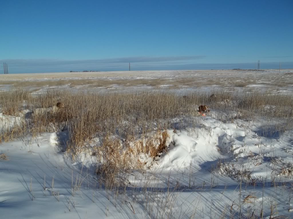 afterBlizzard12202011033.jpg
