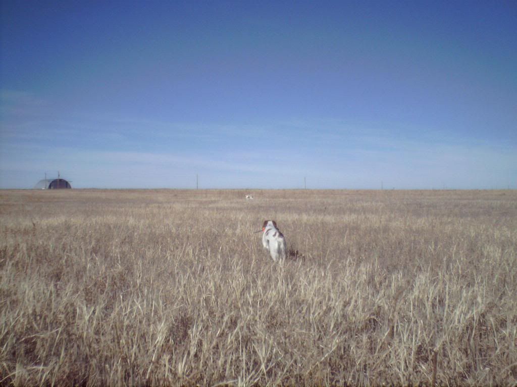 bowarrow007.jpg