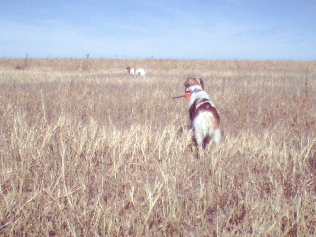 bowarrow010.jpg