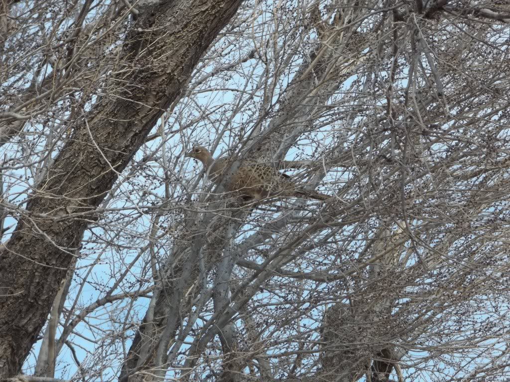 henintree1182012007.jpg