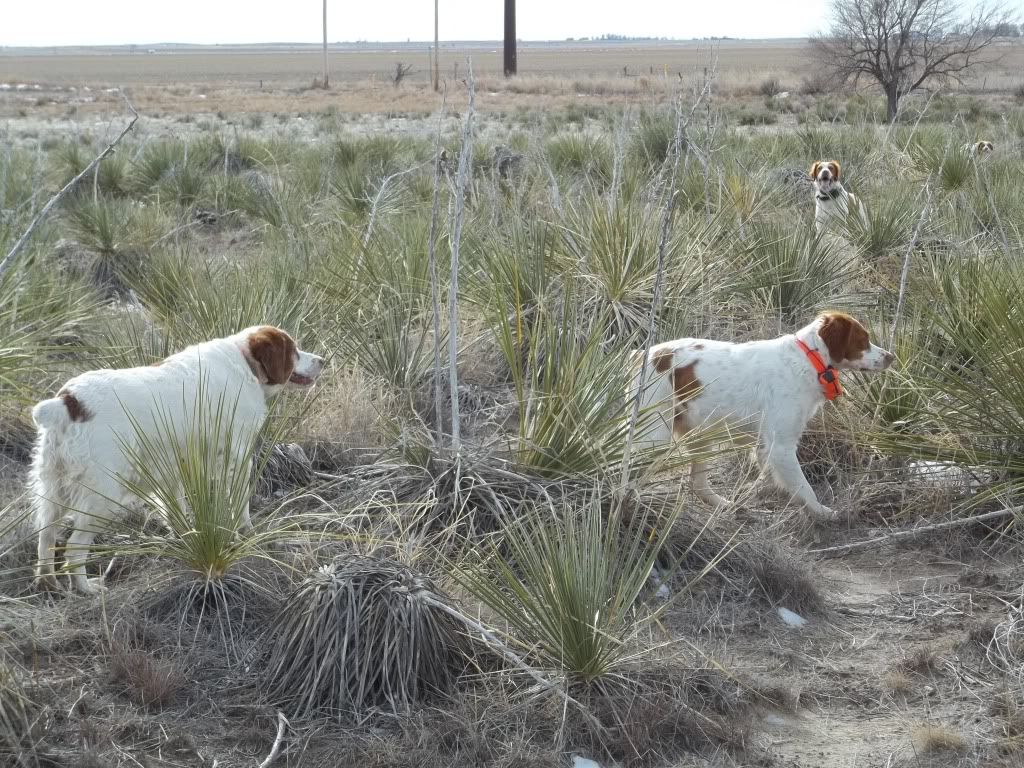 hunt1012011005.jpg