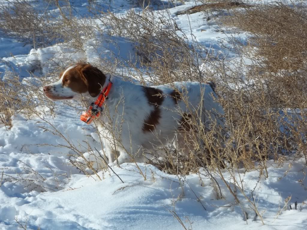 snowhunt12242011006.jpg