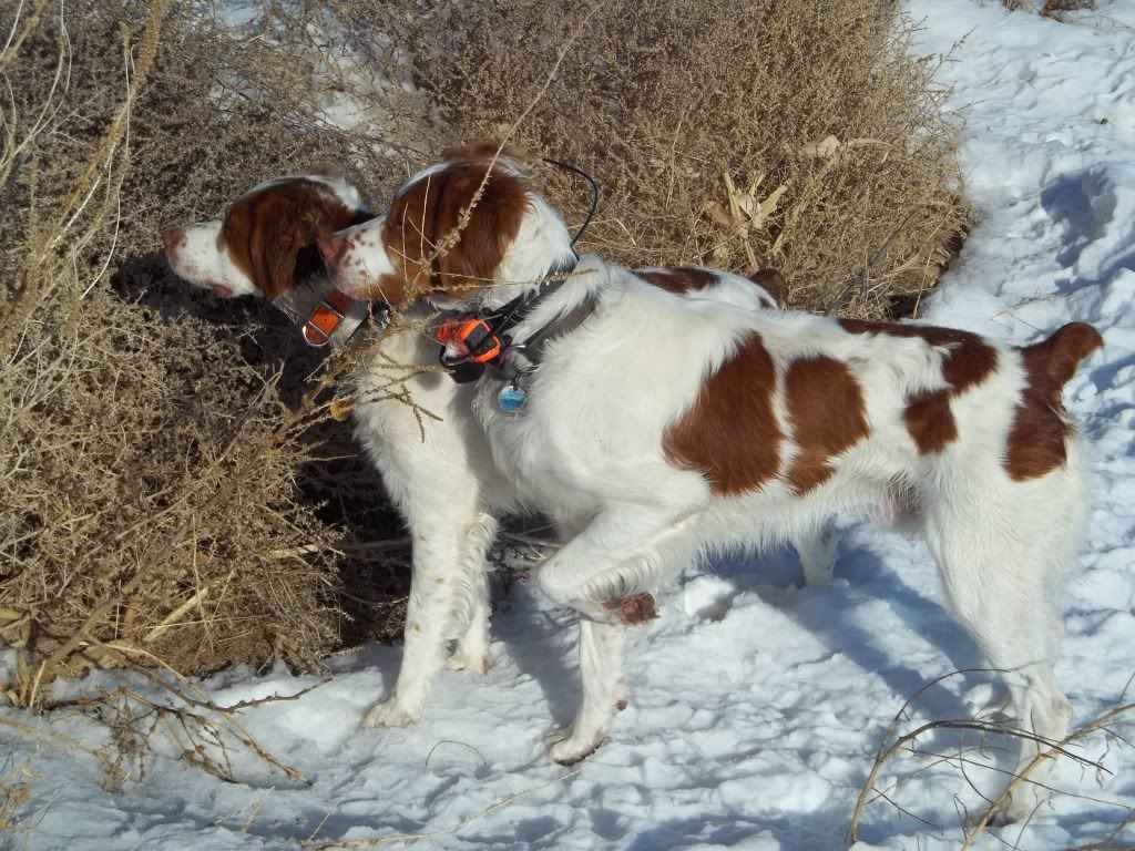 snowhunt12242011008.jpg