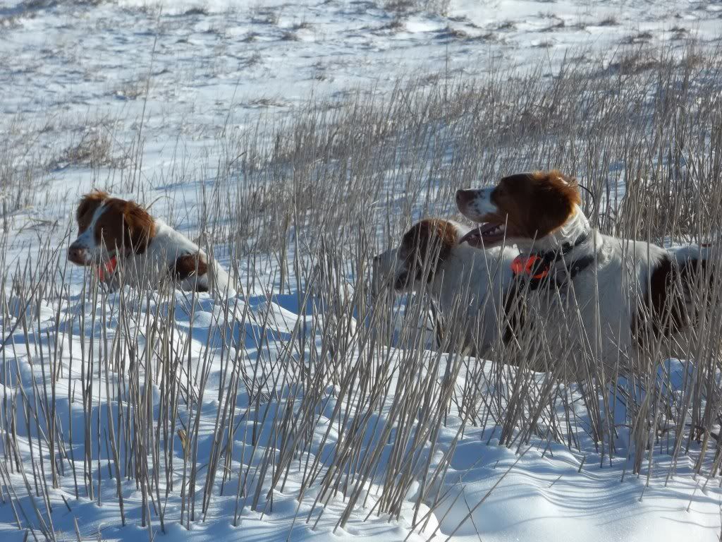 snowhunt12242011015.jpg