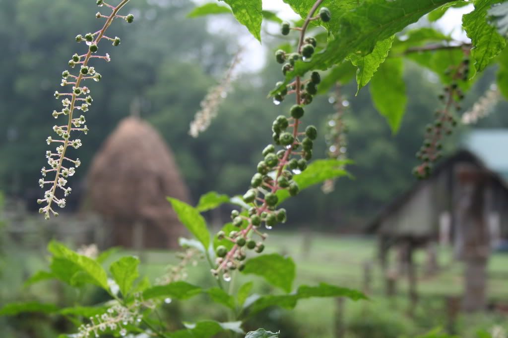 Musuem of Appalachia Gardens by Shannon Hurst Lane