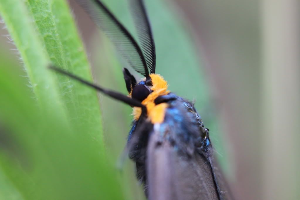 IMAGE: http://i268.photobucket.com/albums/jj8/bragosta/057.jpg