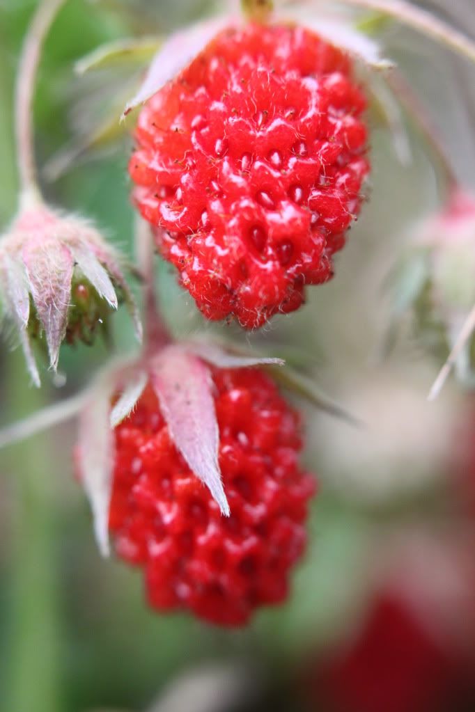 IMAGE: http://i268.photobucket.com/albums/jj8/bragosta/060.jpg