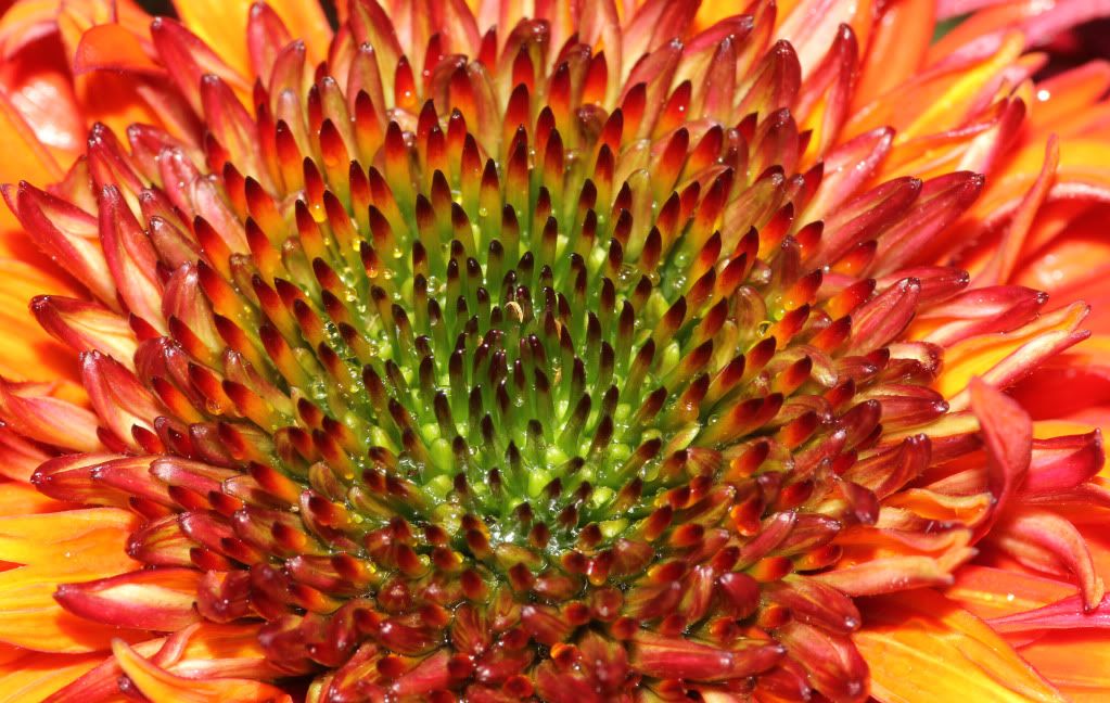 IMAGE: http://i268.photobucket.com/albums/jj8/bragosta/079.jpg