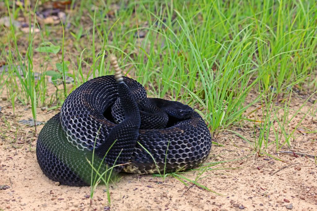 IMAGE: http://i268.photobucket.com/albums/jj8/bragosta/Blacky.jpg