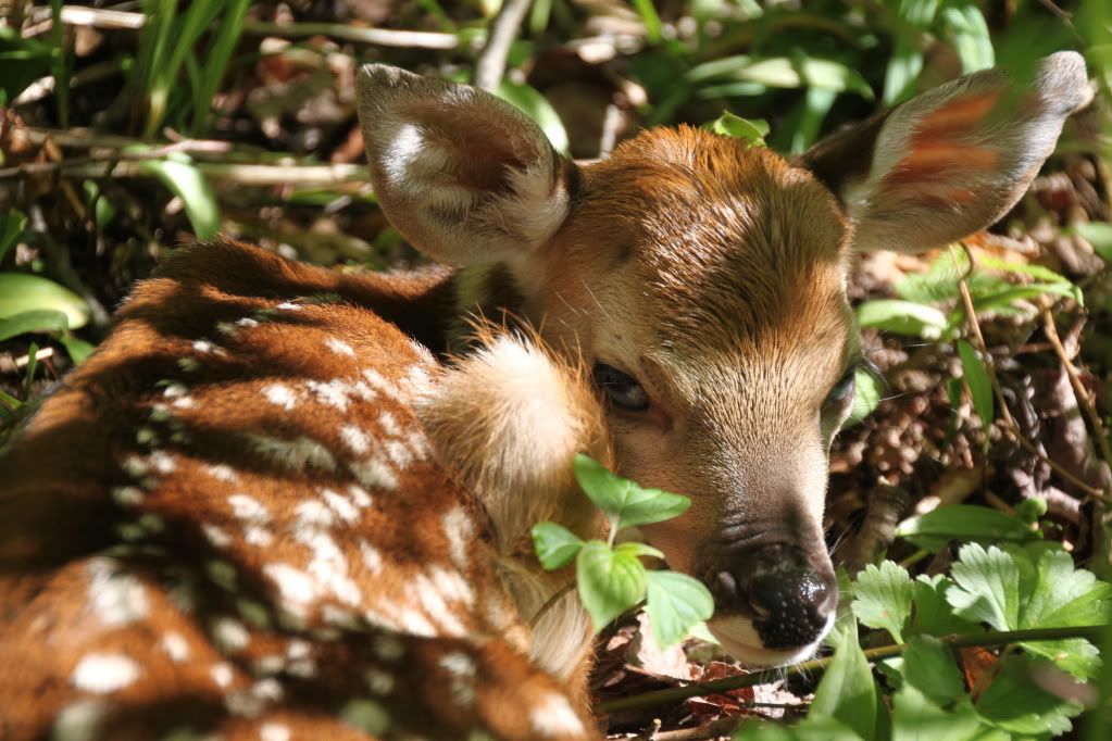 IMAGE: http://i268.photobucket.com/albums/jj8/bragosta/Fawn003.jpg